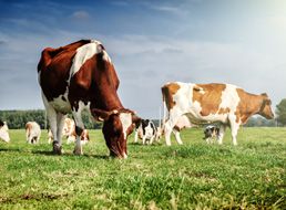 水產(chǎn)養(yǎng)殖、畜牧殺菌劑